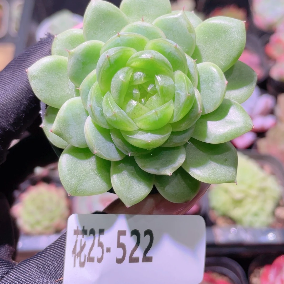 花利美25-522霜雪