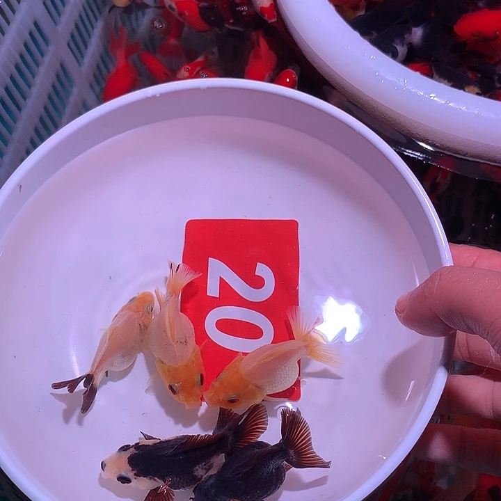 海水鱼开箱视频作为售后唯一凭证