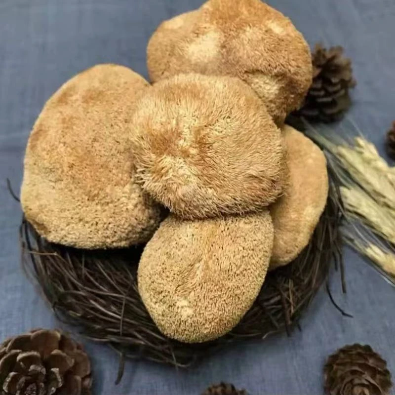 乡村表弟专属陇南猴头菇海拔2300米  椴树种植猴头菇