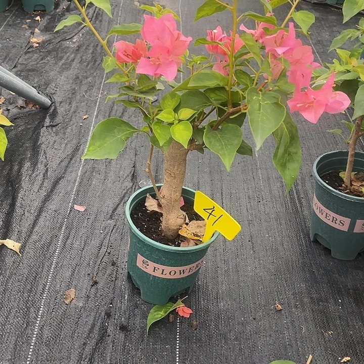 云***合当前无花栽培后可以开花47暗斑夕阳红原生扦插