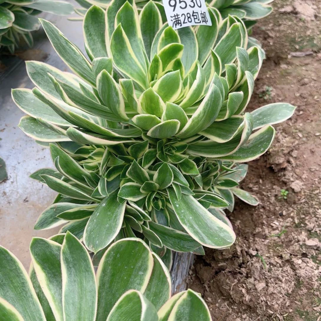 X. 9530绿玫瑰白多肉