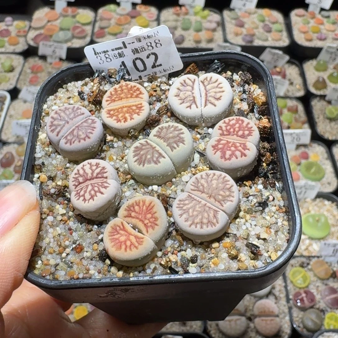 Sssss精品清仓价102