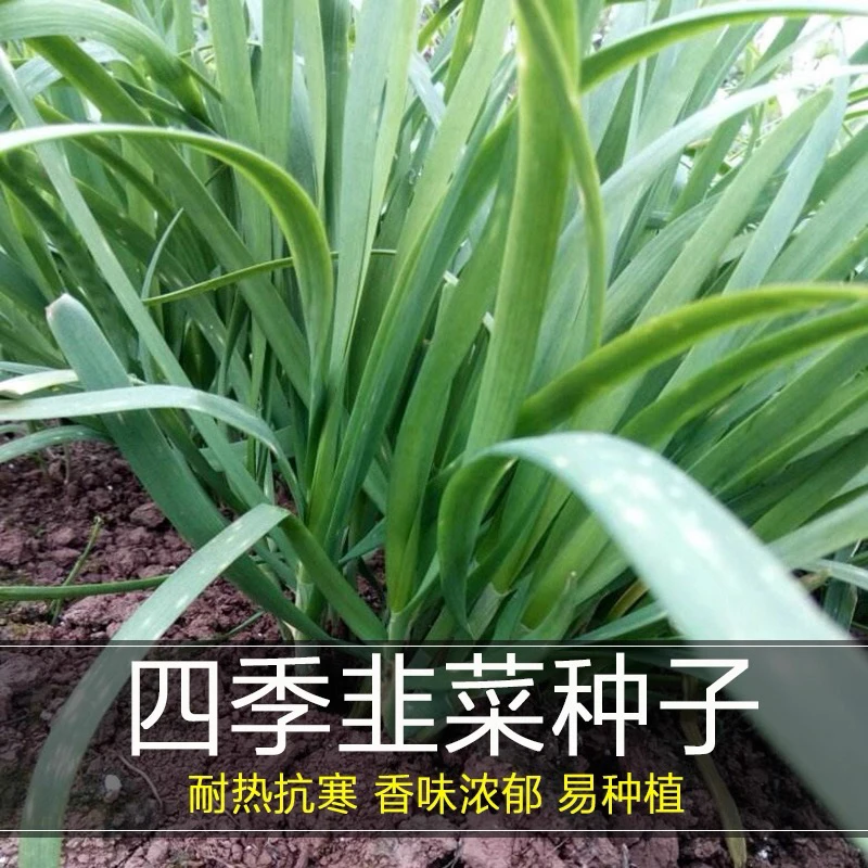 四季大叶菜心韭菜种子菜心韭菜种子适合冬天种子蔬菜蔬菜种子宽叶