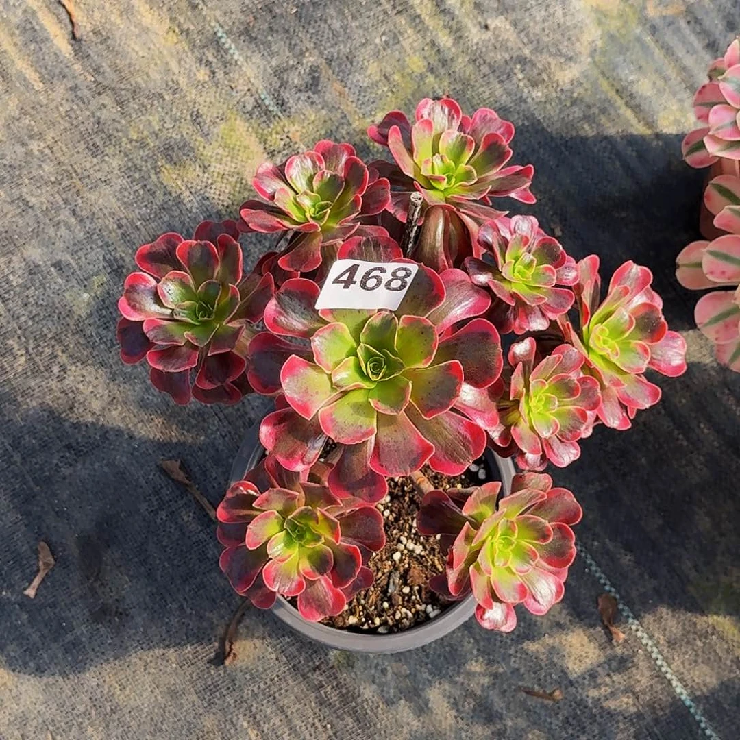 468爱神法师植物多肉