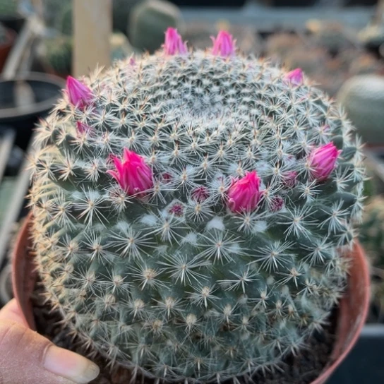 当前无花栽培后可以开花实生大玉翁