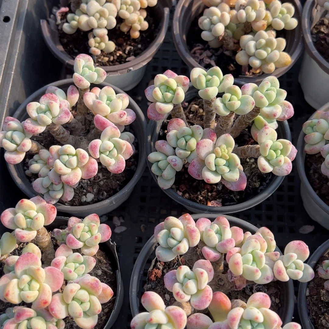 劳尔到手1颗量拍多肉满18元包邮下午发货