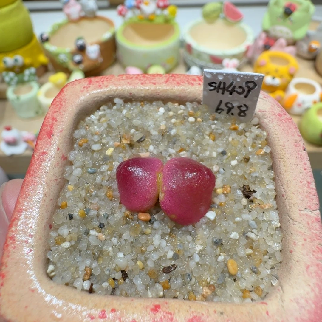 蘑菇349灯泡灯泡