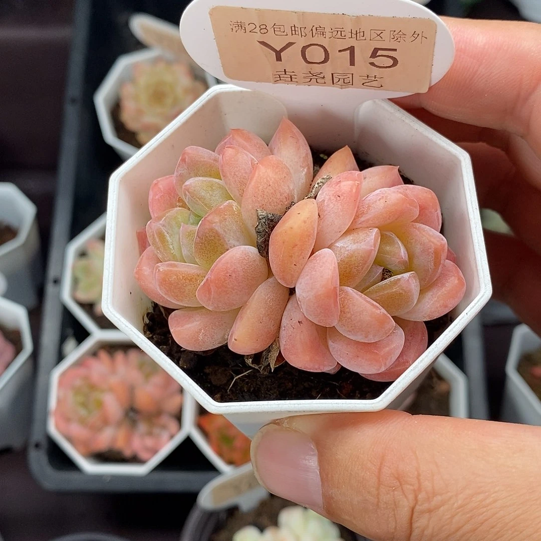0015 琥珀单头 6cm