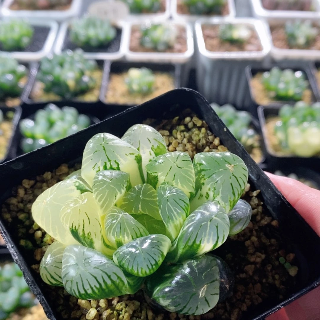 大窗实生玉露锦多肉植物