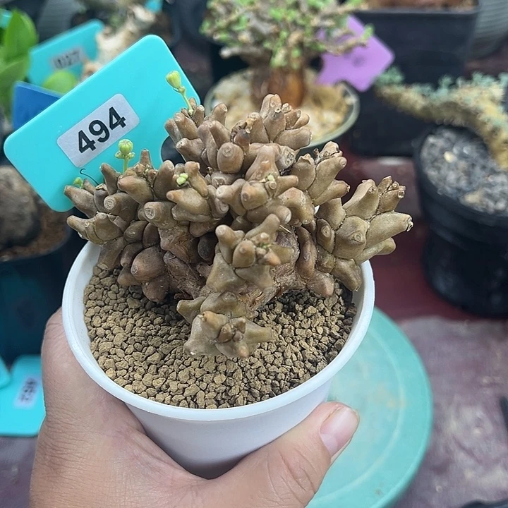 蛮鬼塔后盾菊多肉植