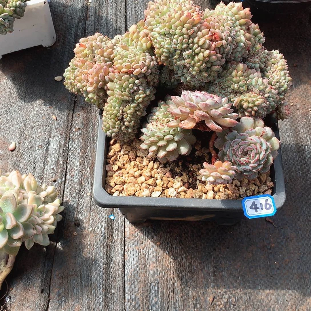 416白胖子 一物一拍多肉