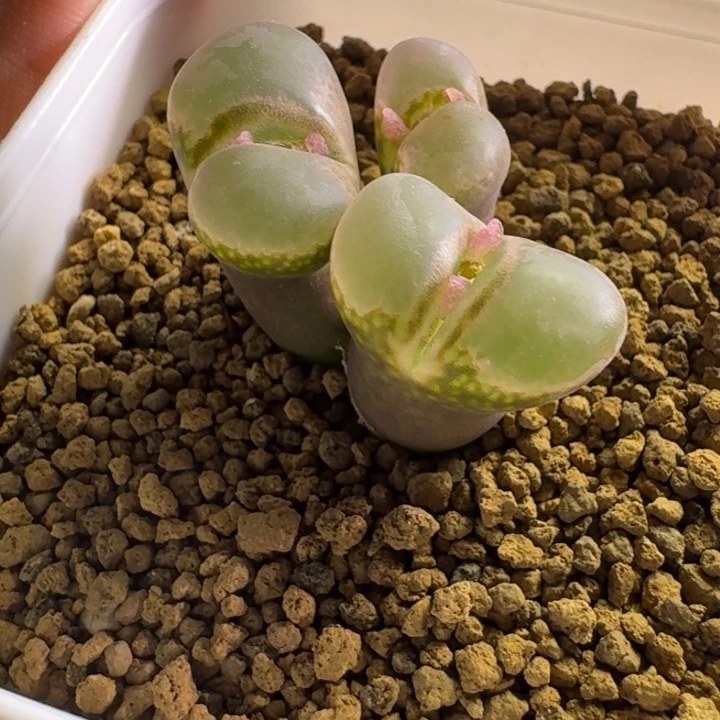 18.......多肉..........