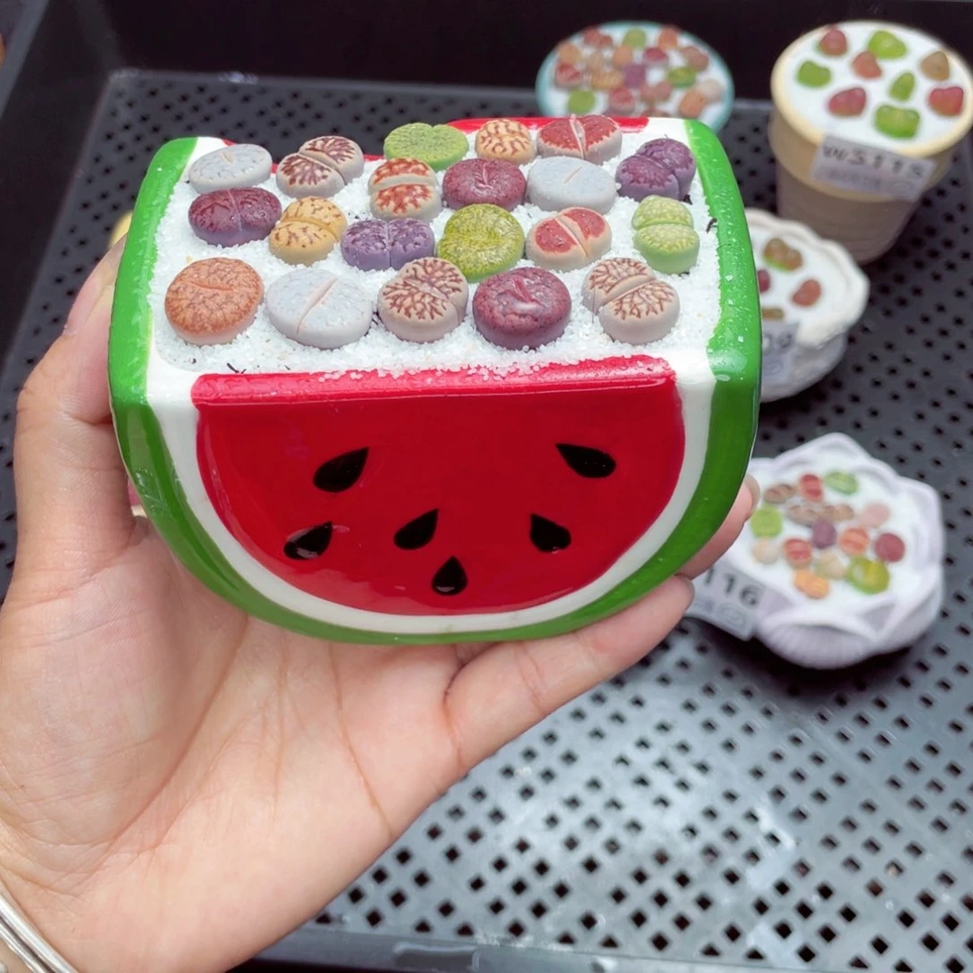 w5117 带盆土发货一物一拍