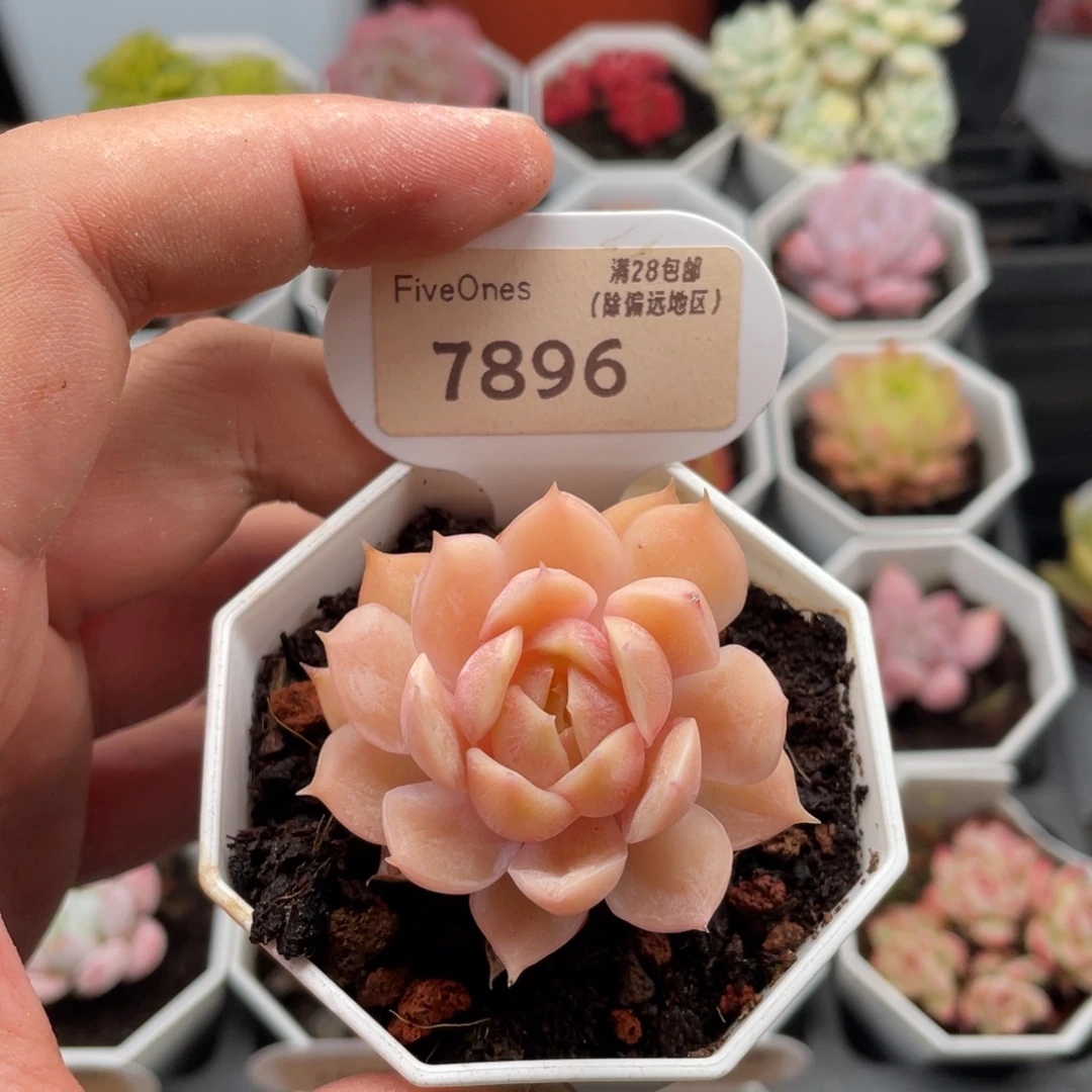 昂斯诺7896-5厘米
