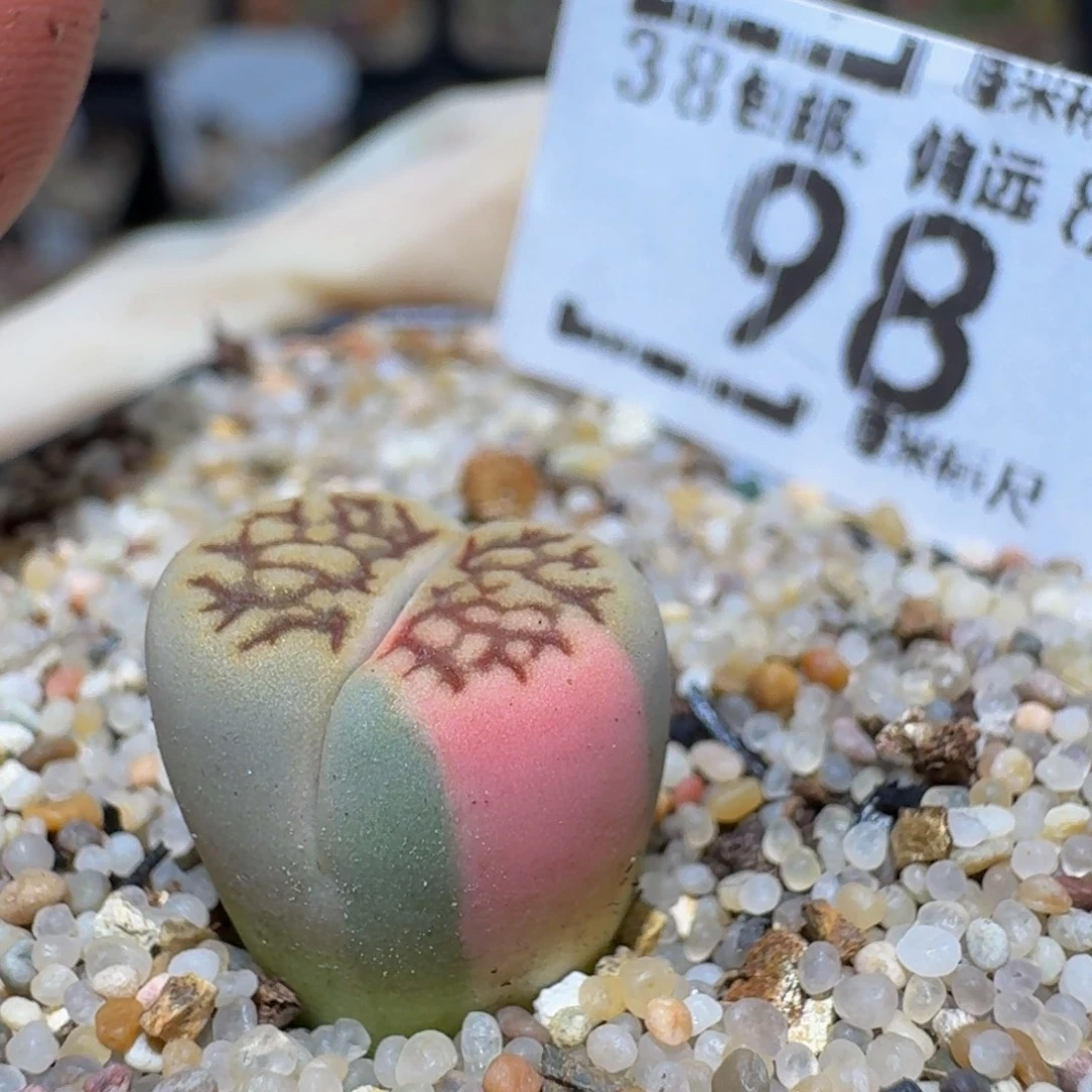 Zzzz精品生石花98
