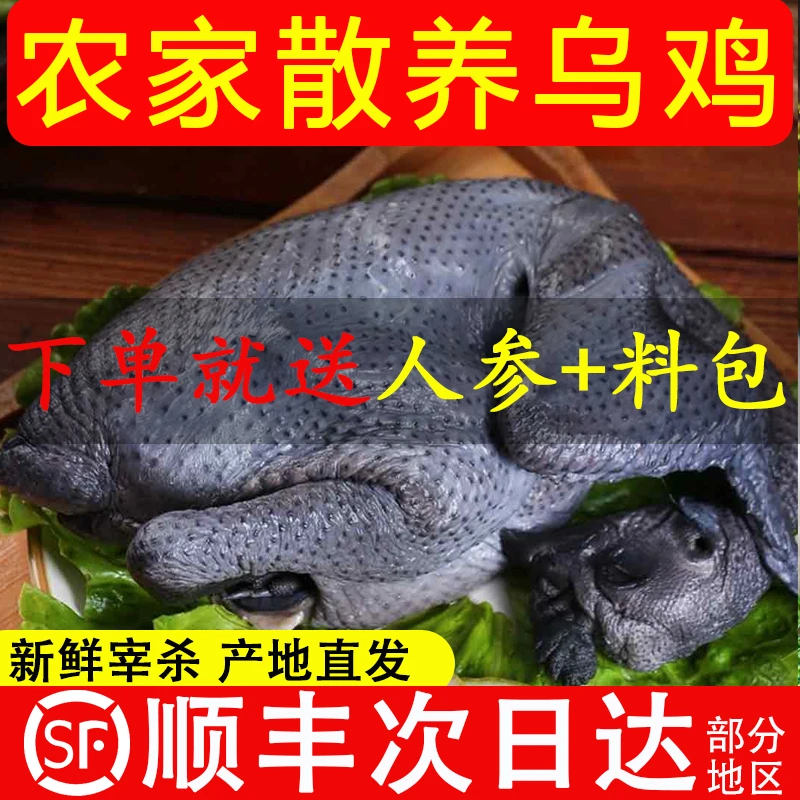 乌鸡农家散养土鸡新鲜现杀白凤乌骨鸡黑鸡生鲜黑肉土鸡滋补煲汤