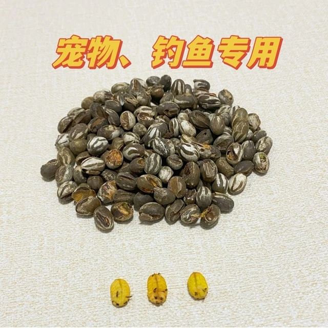 杨拉罐坦克虫钓鱼柳根鱼雅罗鱼亚罗鱼喂宠物金丝熊粮食2025新货