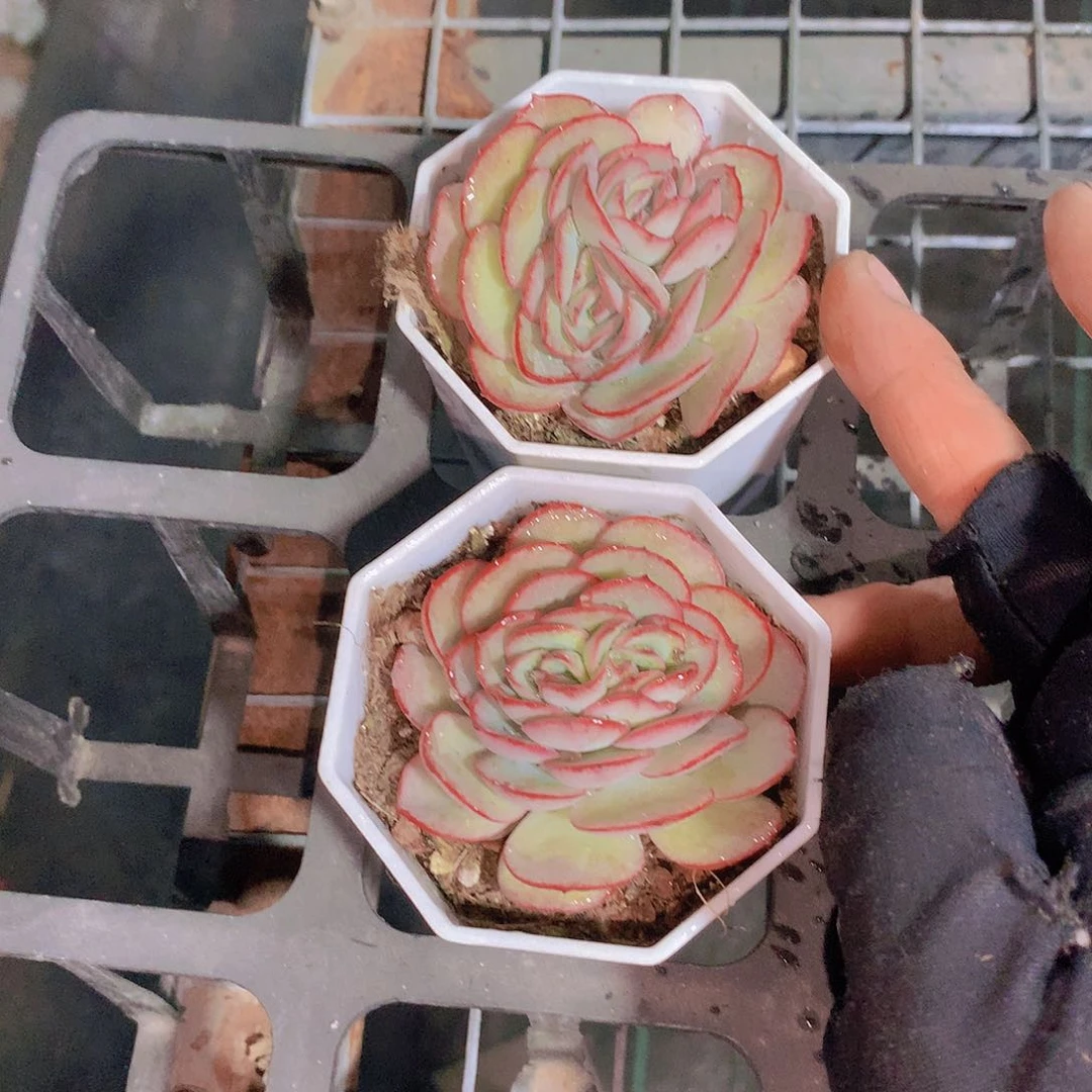 牡丹亭缀化2345667888999