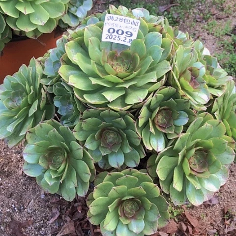 2.8-9万拉丝多肉植物