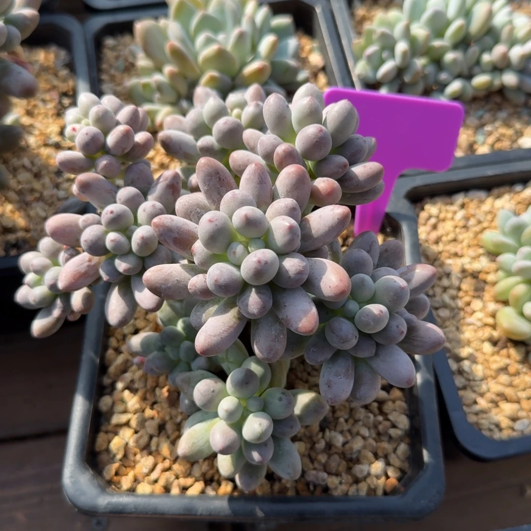 桃花奶111111111111111111