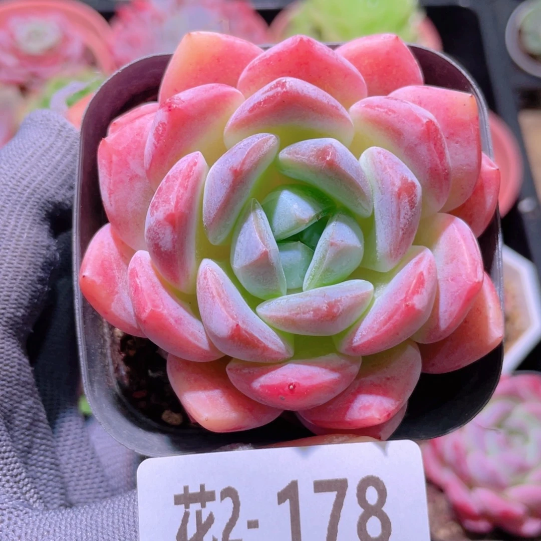花利美 2-178冰糖