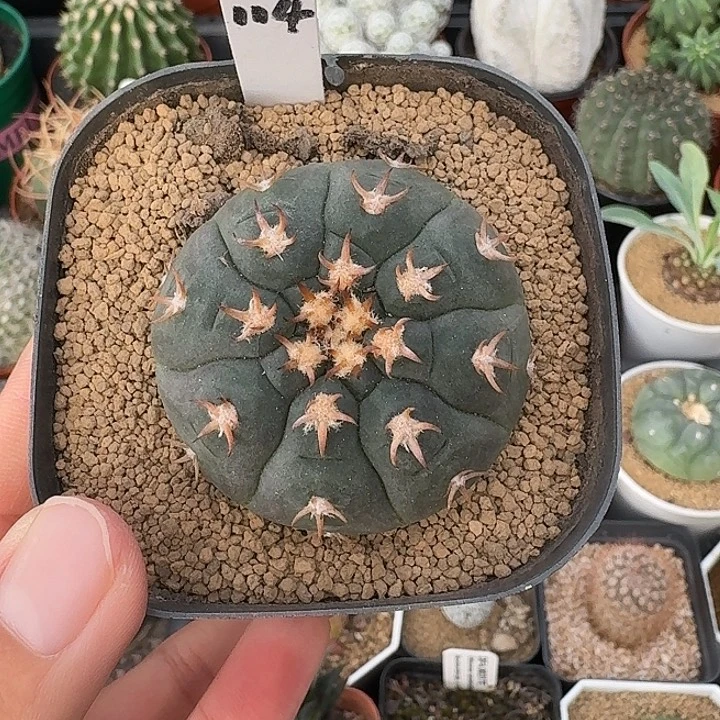 王***震猫爪仙人球123453