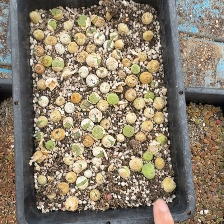 别***子崔光福利裙子福利福利