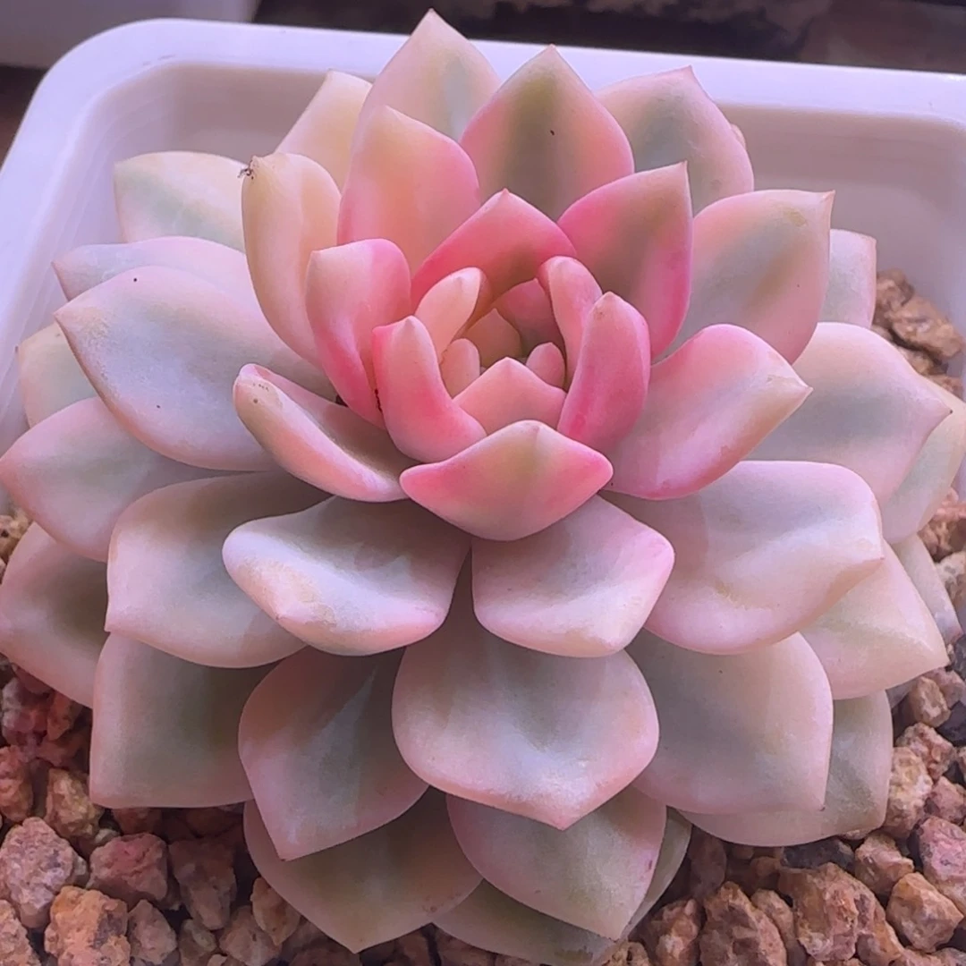 梦之雪锦 多肉植物锦