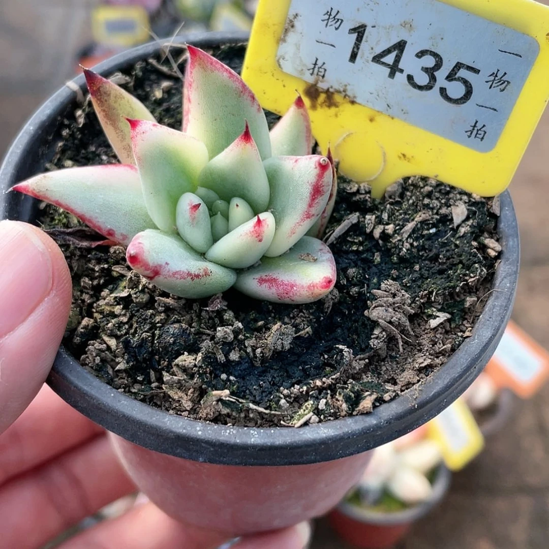 【闪购商品】1435号