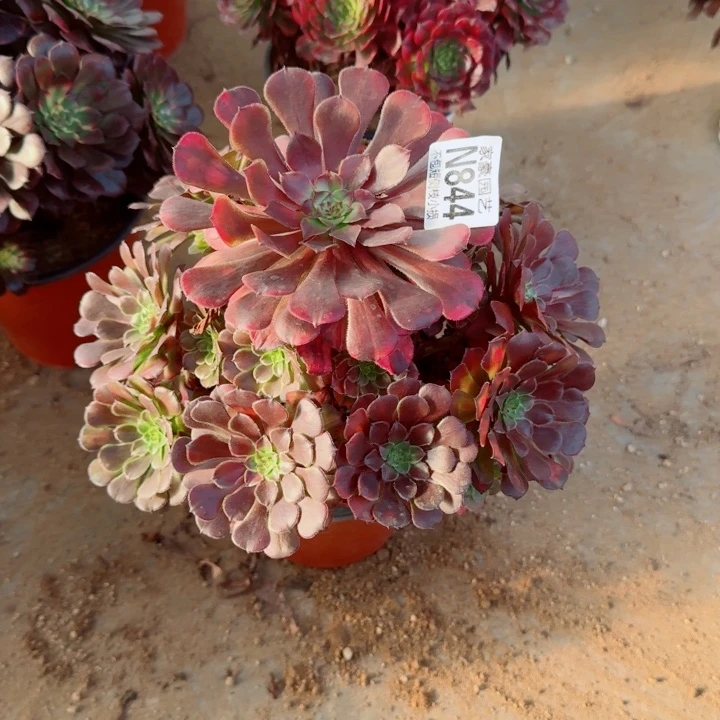 844铜壶七彩官服22左右2