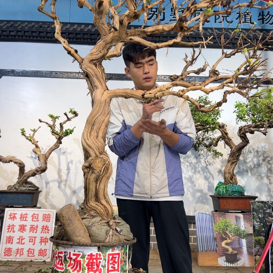 完全开放金银花555888888