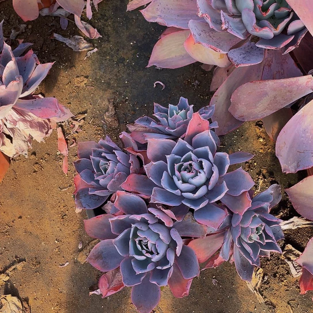 晚霞仙子多头多肉老桩29,8