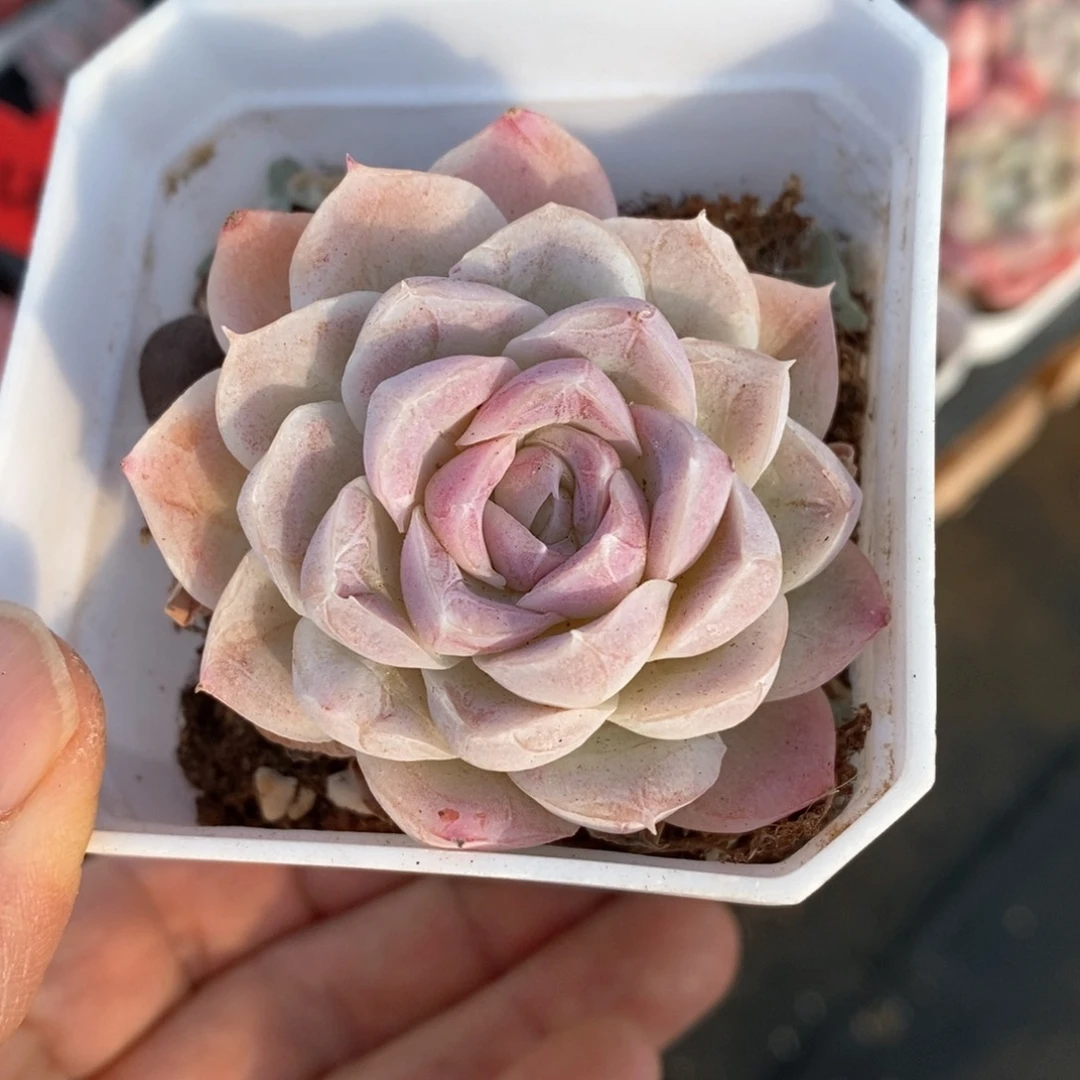 精品多肉一物一拍53