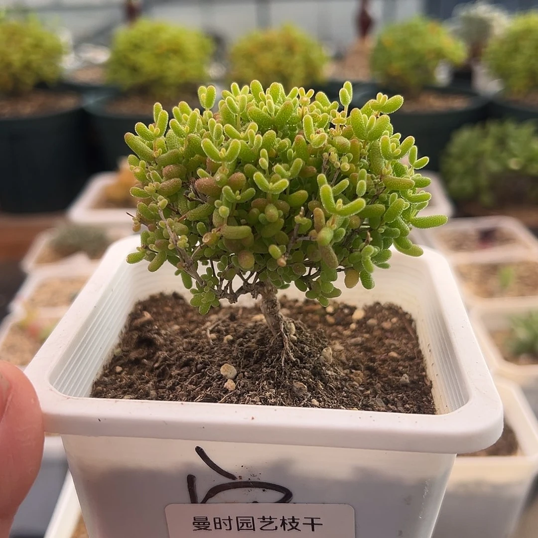 38号密橘糖球11.21多肉