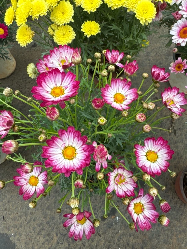 色可爱粉小太阳黄码多年生好养庭院基地直发适合新手小白玛格丽特