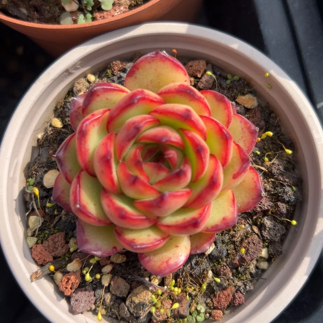 宝丽精控多肉一物一拍