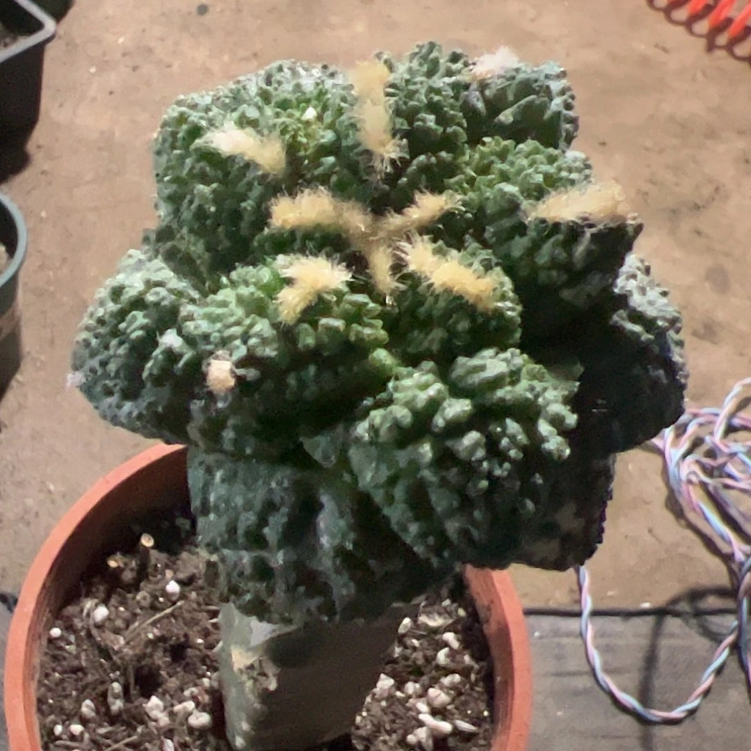 哥斯拉牡丹仙人球501