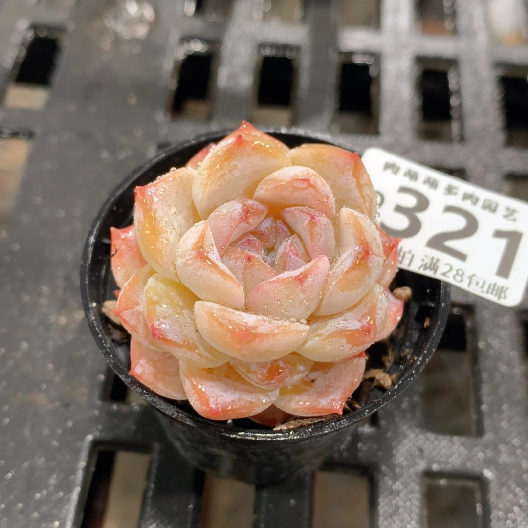 肉萌萌拇指盆精控多肉ZD321