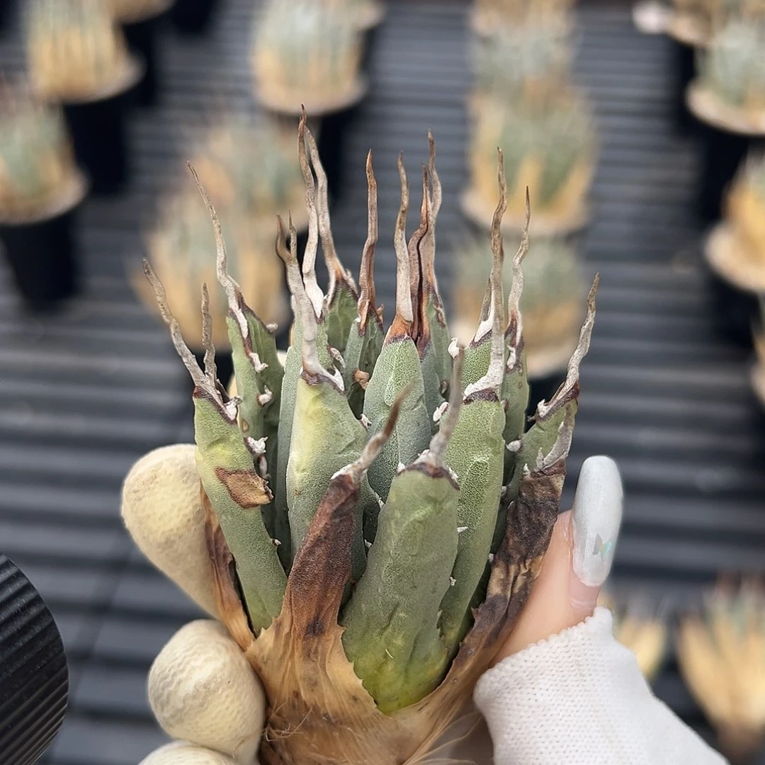 眼***儿无花朵妖炎生桩福利