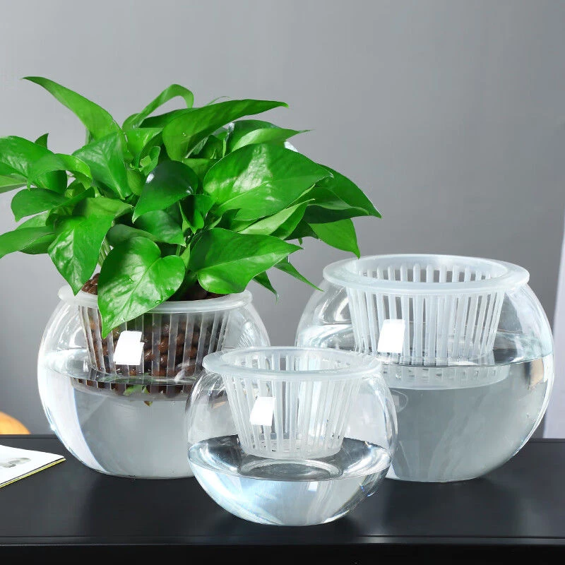 水培植物玻璃瓶水养绿萝花瓶花盆大号透明玻璃圆球鱼缸器皿容器