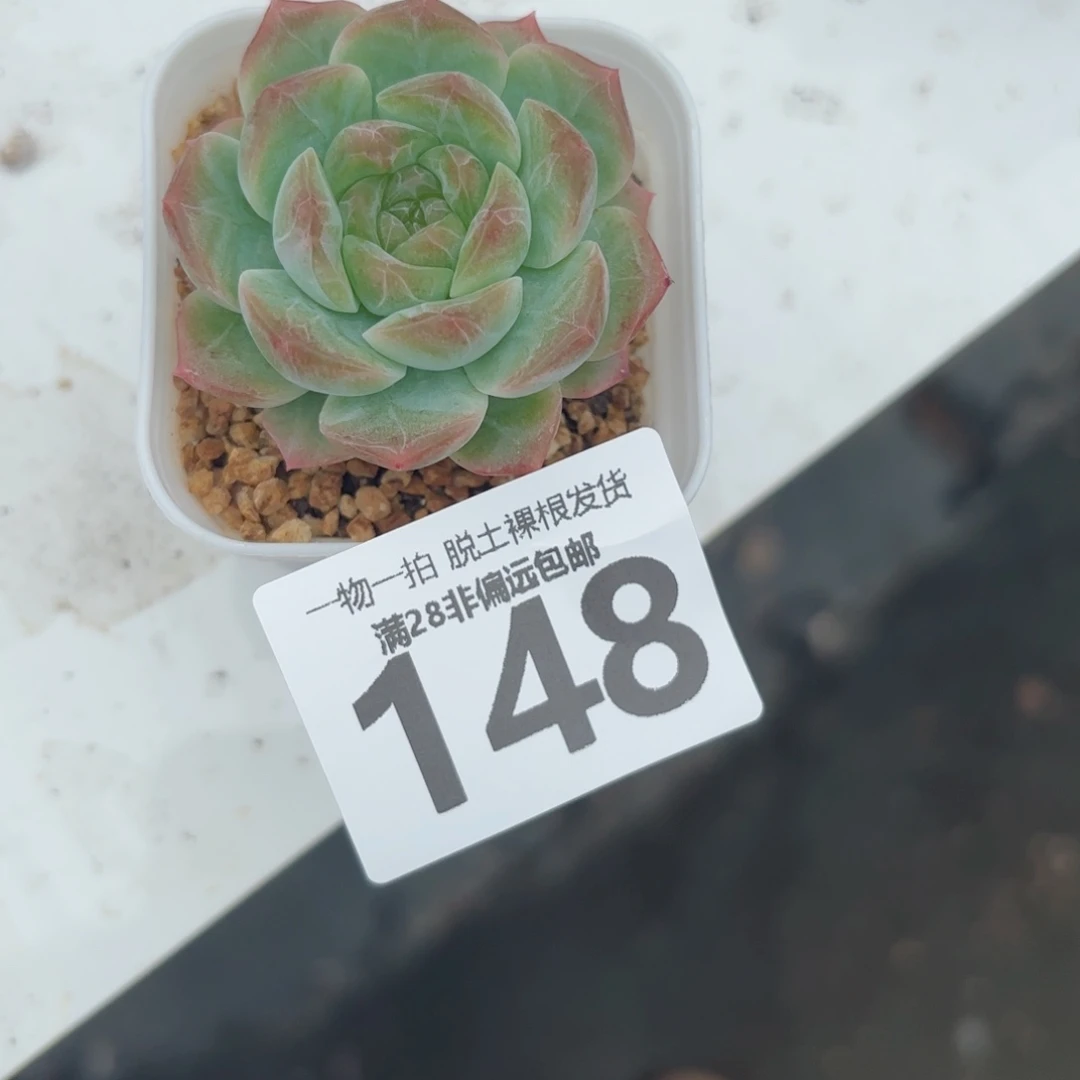 无尽灯单头多肉多肉多肉