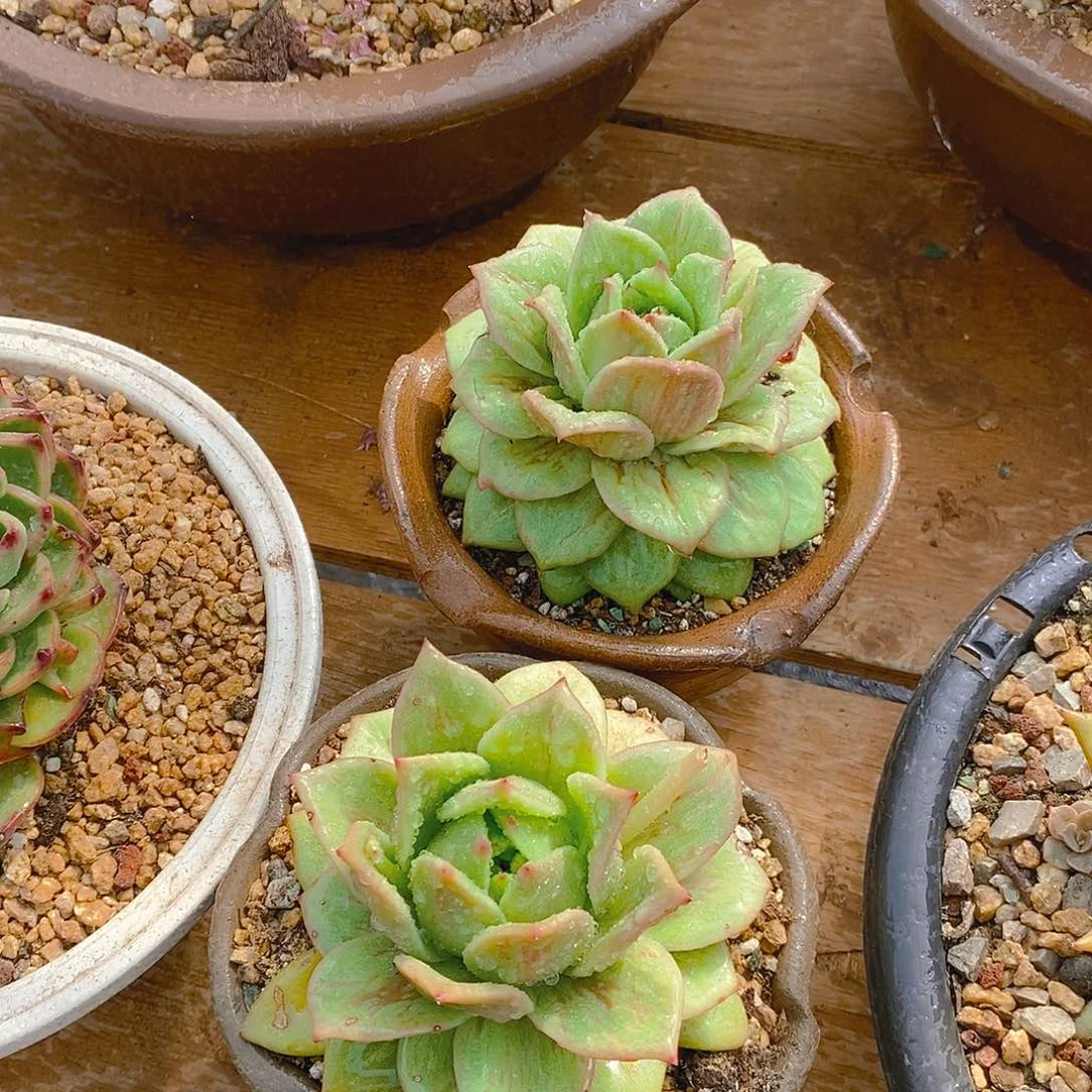 多肉植物玛利亚两个