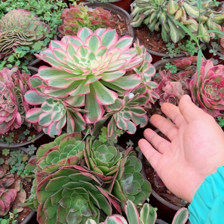 孔雀翎捧花啊啊啊