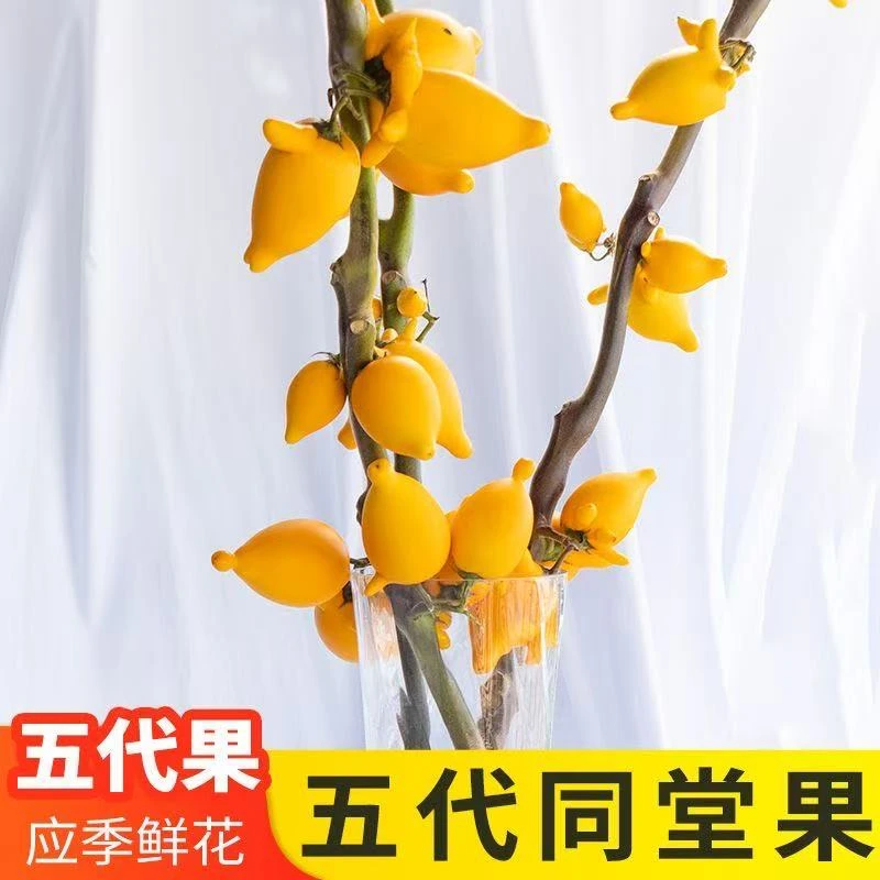 （王秘书精选）落地款五代同堂黄金果福禄果鲜花云南精品花材摆件