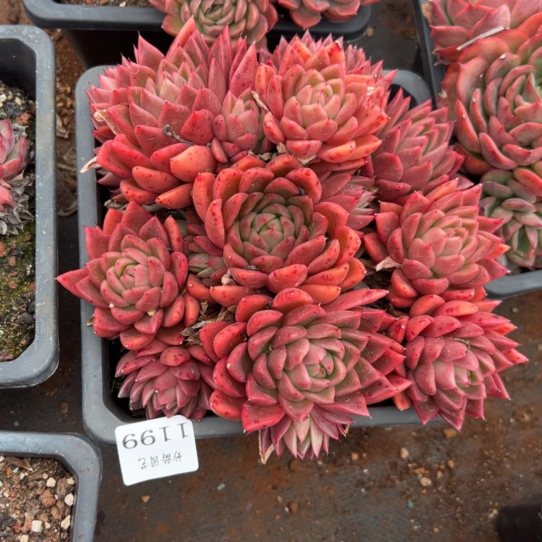 美*1199杂交多肉基地