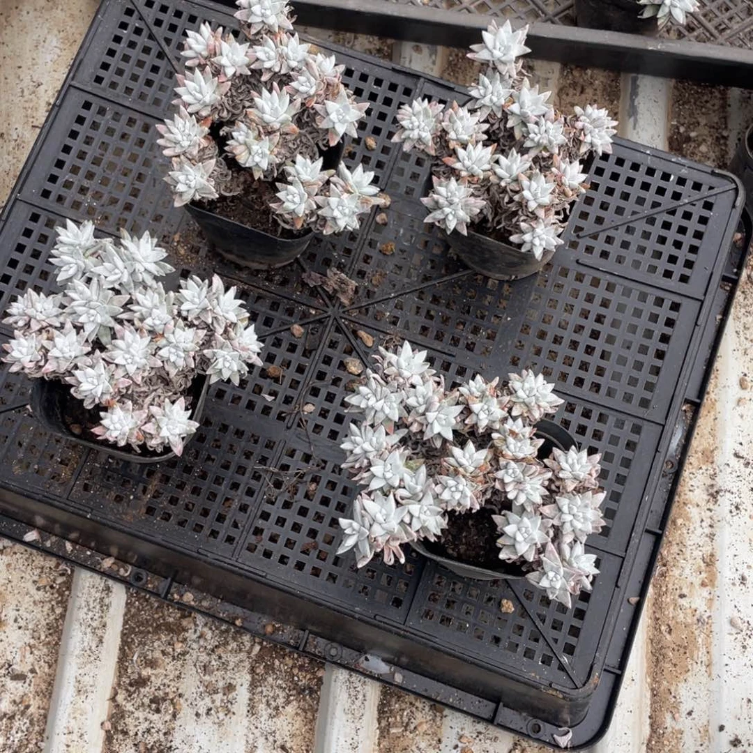 এ****࿐白菊4颗一物一拍