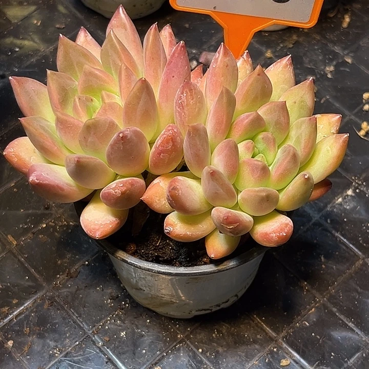 多肉植物朵唯系列510