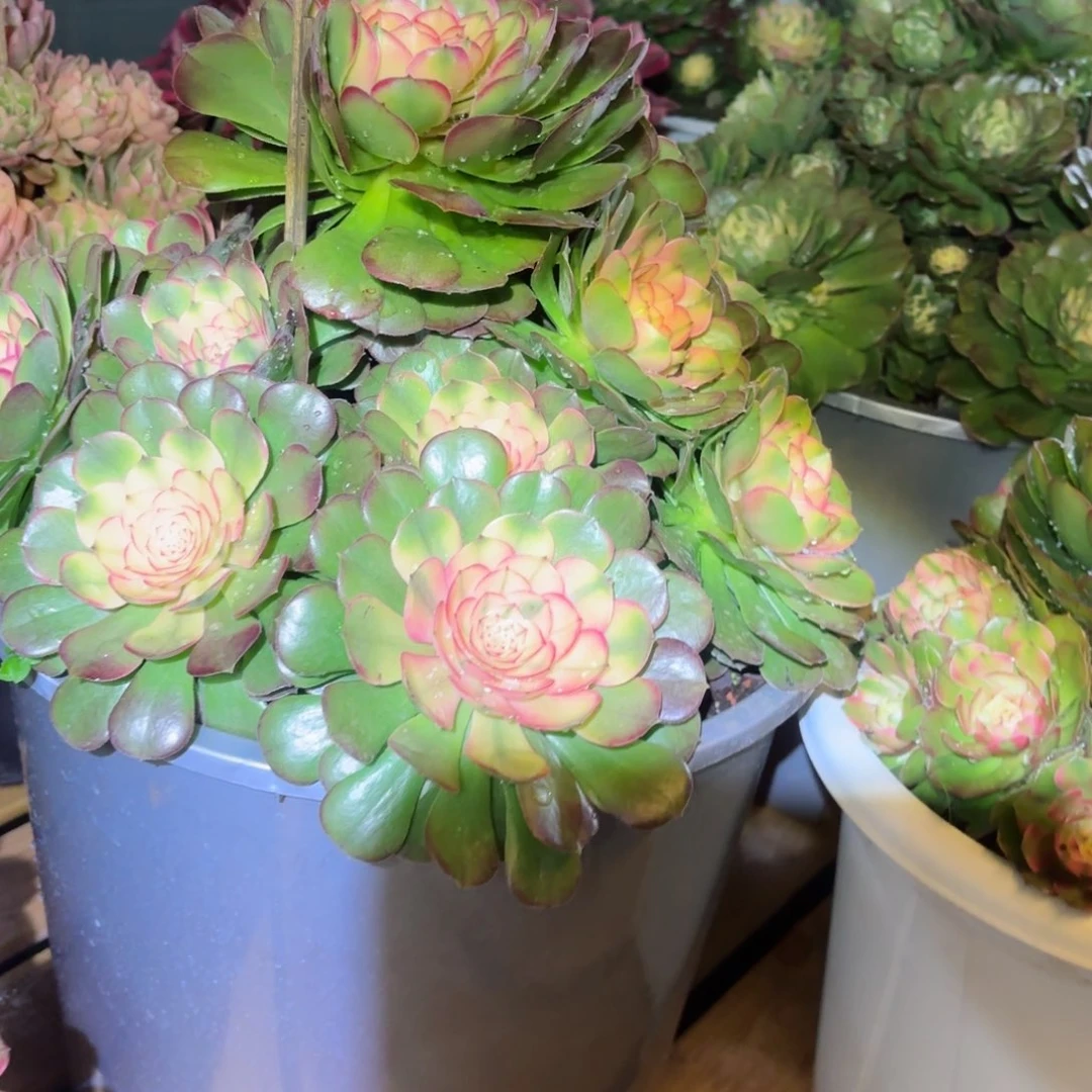 我在外面吃饭888