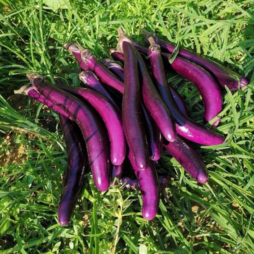 露天新鲜茄子农家线茄软糯杭茄福建应季蔬菜皮薄鲜嫩线茄子3斤