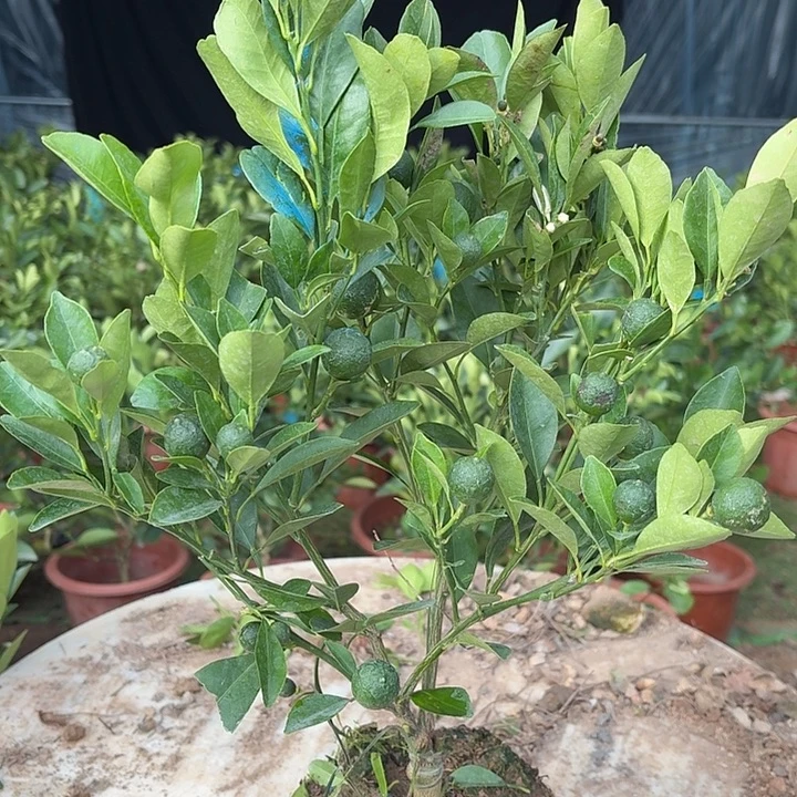 无花朵四季桔一物一拍20米